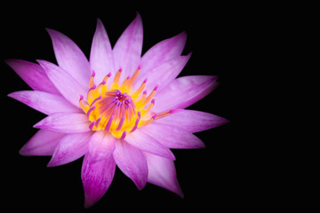 Pink lotus isolated black background