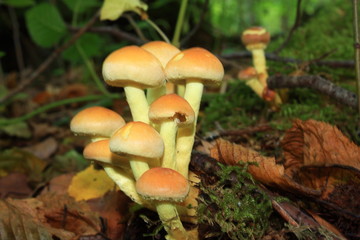 Hypholome en touffe, Hypholoma fasciculare