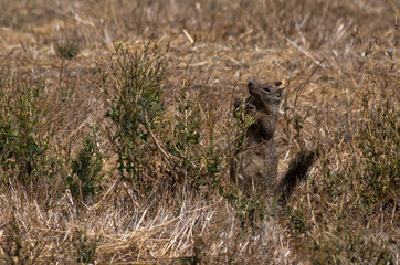 Streifenhörnchen