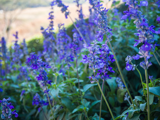 Closeup image of violet lavender flowers in the field