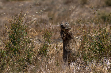 Streifenhörnchen