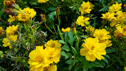  Yellow flower background