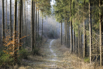 Fototapeta premium Waldweg im Nebel