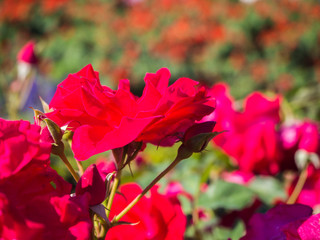 closeup red rose in garden