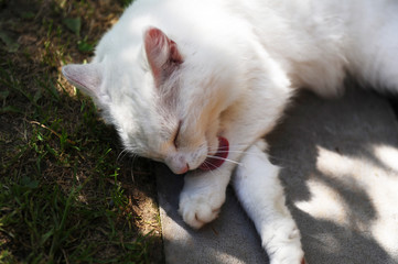 The cat is resting after a delicious mouse