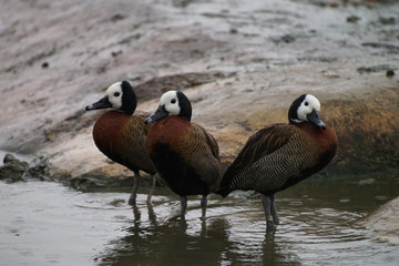 Three White faced whistling ducks. Slimbridge Wetlands Centre