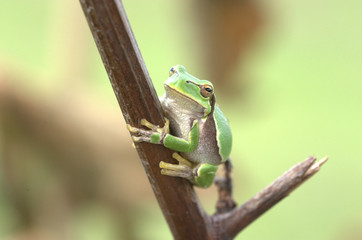 Laubfrosch auf Ast