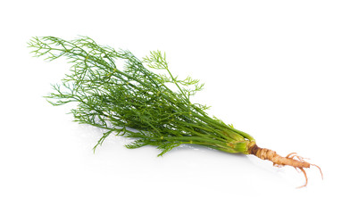 fresh dill on white background
