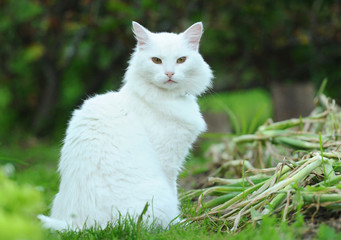 White albino cat Glusha
