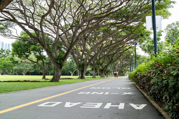 large green tree in the East Coast Park, Singapore
