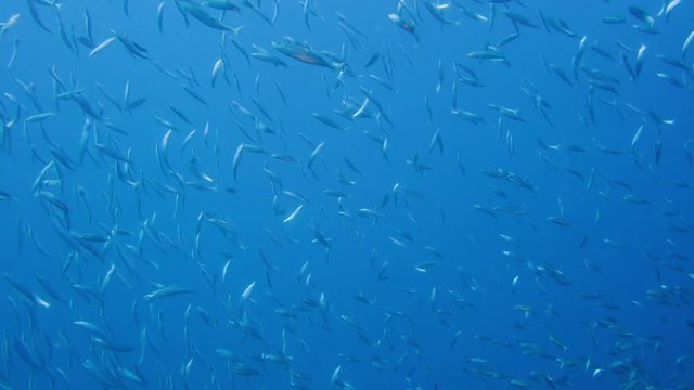 Large shoal of fish ripples and sways, North atlantic , North Carolina, USA, Oct 2016