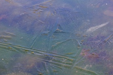 Frozen life under the ice.