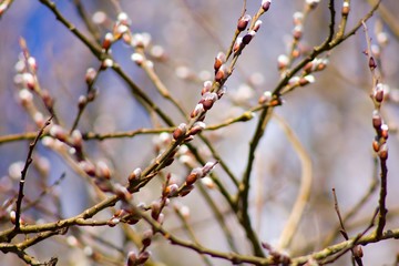 Spring flowering twigs cats.