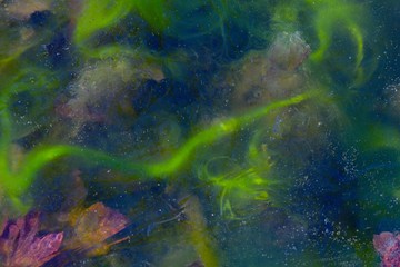 Frozen life under the ice.