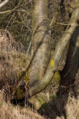 Tree under moss and lichen.