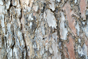 Bark of the Torrey pine, Pinus torreyana. Wood texture and background