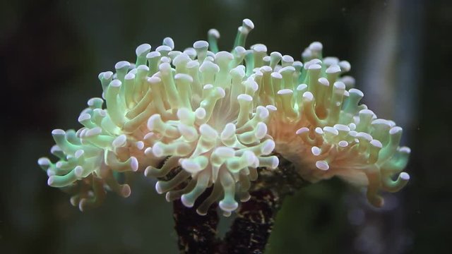 Euphyllia corallo marino