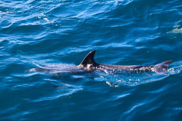 Spielende und springende Delfine vor der Küste von Madeira © romanple