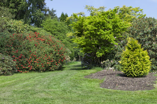 Red flowering rhododendron, leafy and coniferous trees in a old garden with grass walk through, on a sunny spring day .