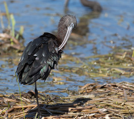 Glossy Ibis at Viera Wetlands in Viera Florida