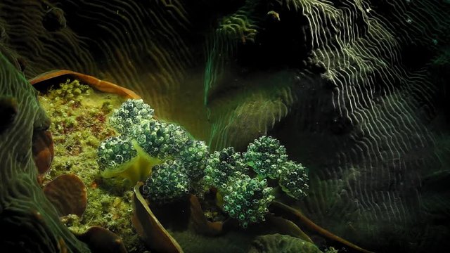 Grape Tunicates - Oxycorynia fascicularis, Philippines, Oct