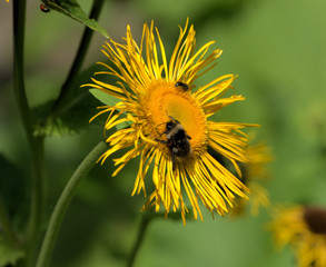 Insekten auf einer Margerithe im Schlosspark Sayn, Bendorf