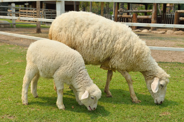The Sheep on a farm