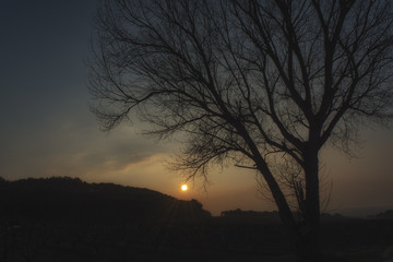 Árbol en un atardecer