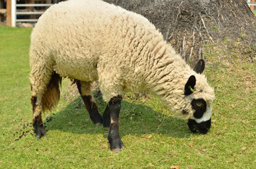 The alpacas on a farm