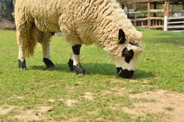 The alpacas on a farm