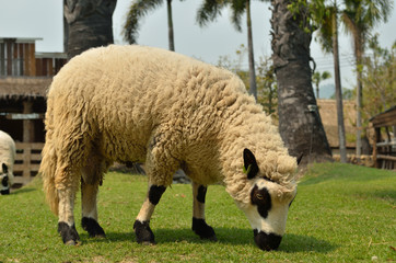 The alpacas on a farm