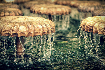water mushrooms