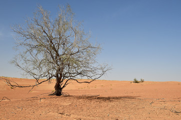 Ghaf Baum in der Wüste