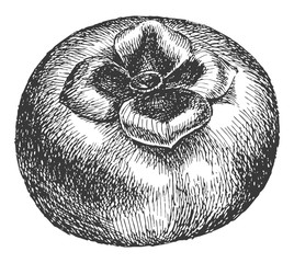 The persimmons hand drawn. Graphics sketch. Vegetable vector drawing isolated