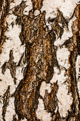 bark texture