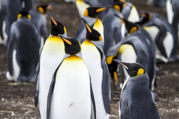 Obraz premium King Penguin