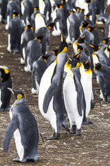 King Penguin