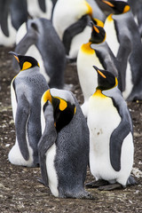 Obraz premium King Penguin