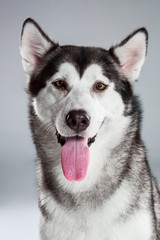 Portrait of siberian husky on gray background