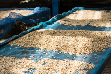 Drying coffee beans, Coffee beans drying in the sun