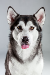 Portrait of siberian husky on gray background