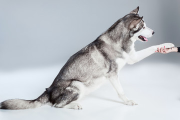 Fototapeta premium Alaskan Malamute sitting on the floor, giving paw, on gray background