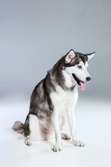 Alaskan Malamute sitting on the floor, sticking the tongue out, on gray background