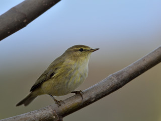 Common Chiffchaff (Phylloscopus collybita), Greece