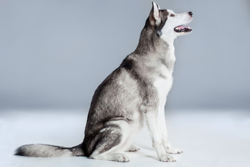 Alaskan Malamute sitting on the floor, sticking the tongue out, on gray background