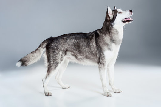 Alaskan Malamute standing, sticking the tongue out, on gray background