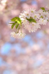 Beautiful blossom tree. Nature scene with sun on Sunny day. Spring flowers. Abstract blurred background in Springtime.