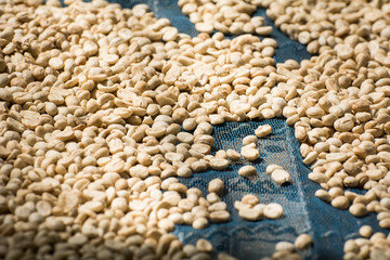 Drying coffee beans, Coffee beans drying in the sun