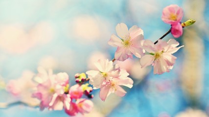 Beautiful blossom tree. Nature scene with sun on Sunny day. Spring flowers. Abstract blurred background in Springtime.