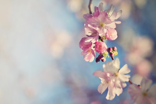 Beautiful blossom tree. Nature scene with sun on Sunny day. Spring flowers. Abstract blurred background in Springtime.